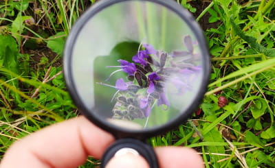 Les trésors des Aravis : découverte des plantes culinaires et médicinales de montagne